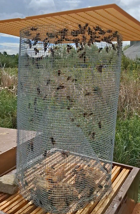 Nasse remplie de dizaines de frelons piégés 